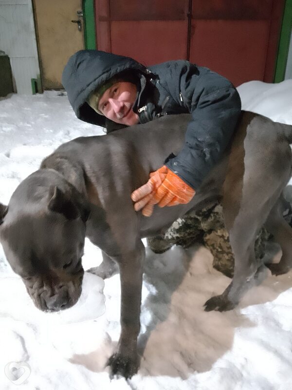 Давидик