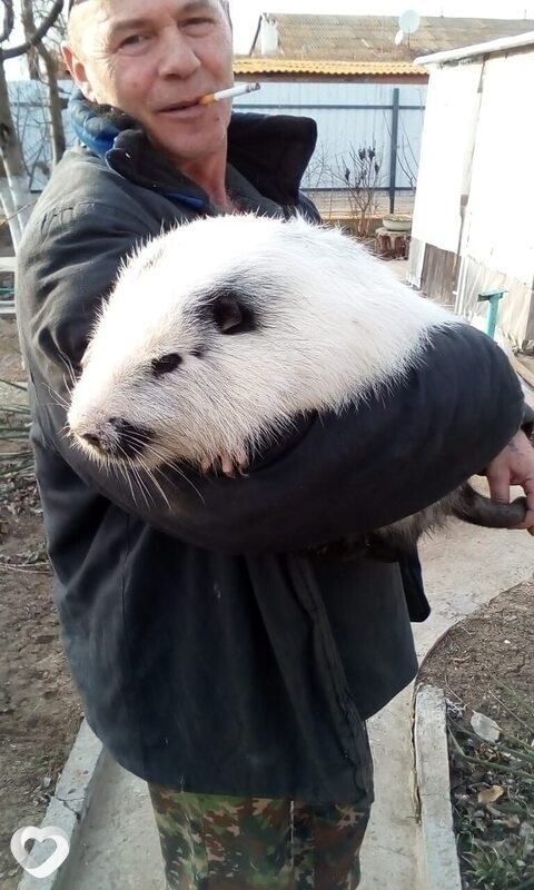 Прокопий